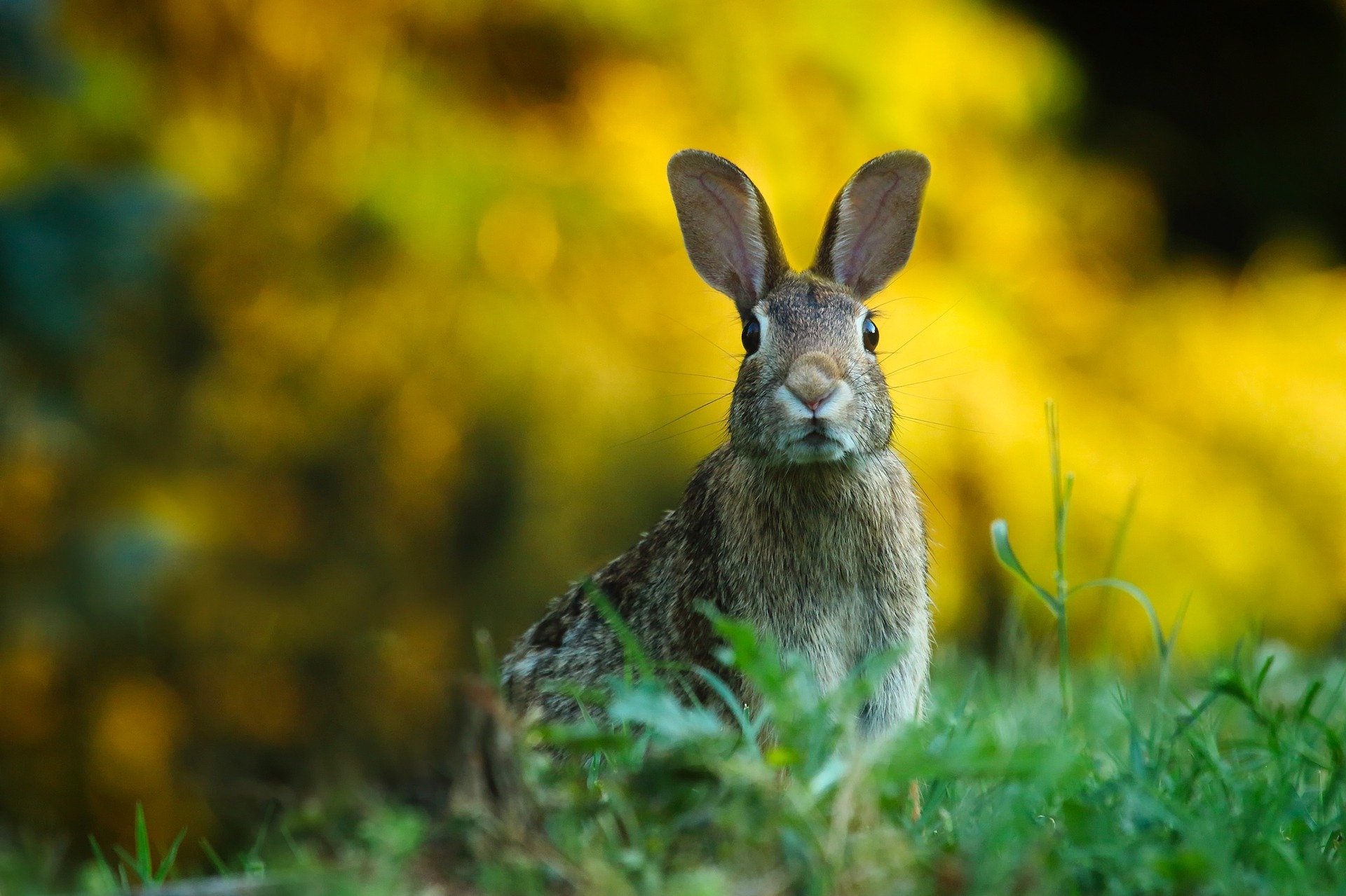 alert rabbit