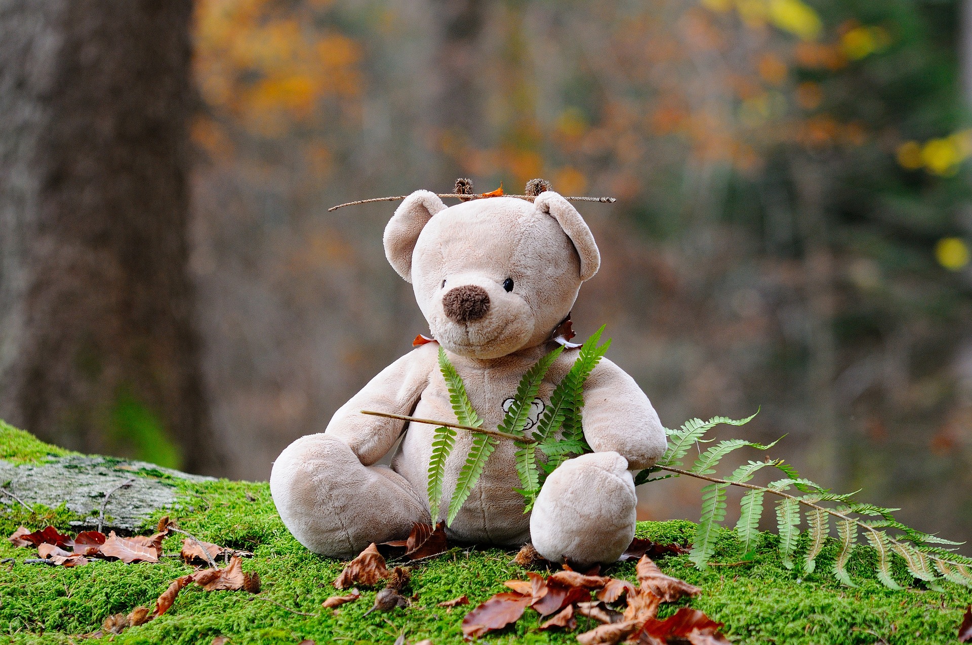 lost teddy bear