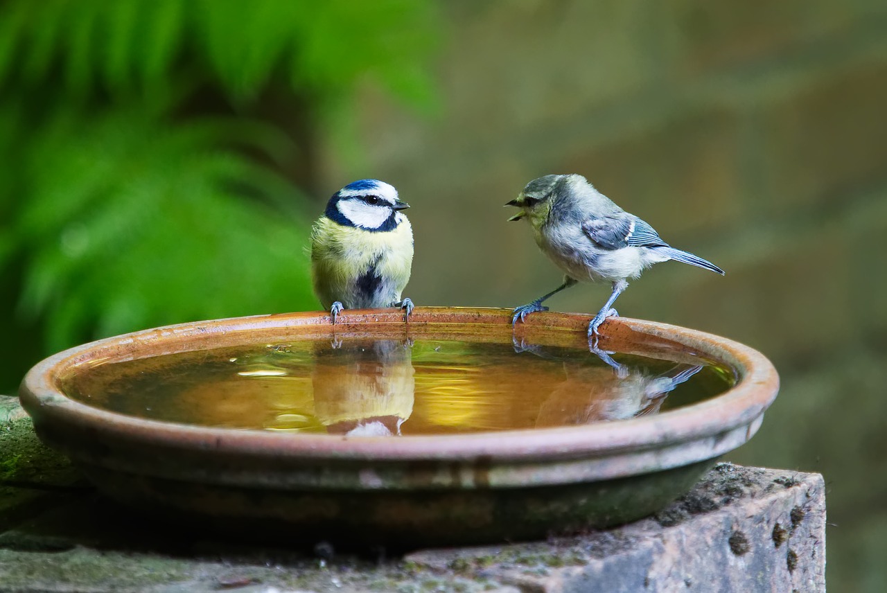 bluetits in conversation