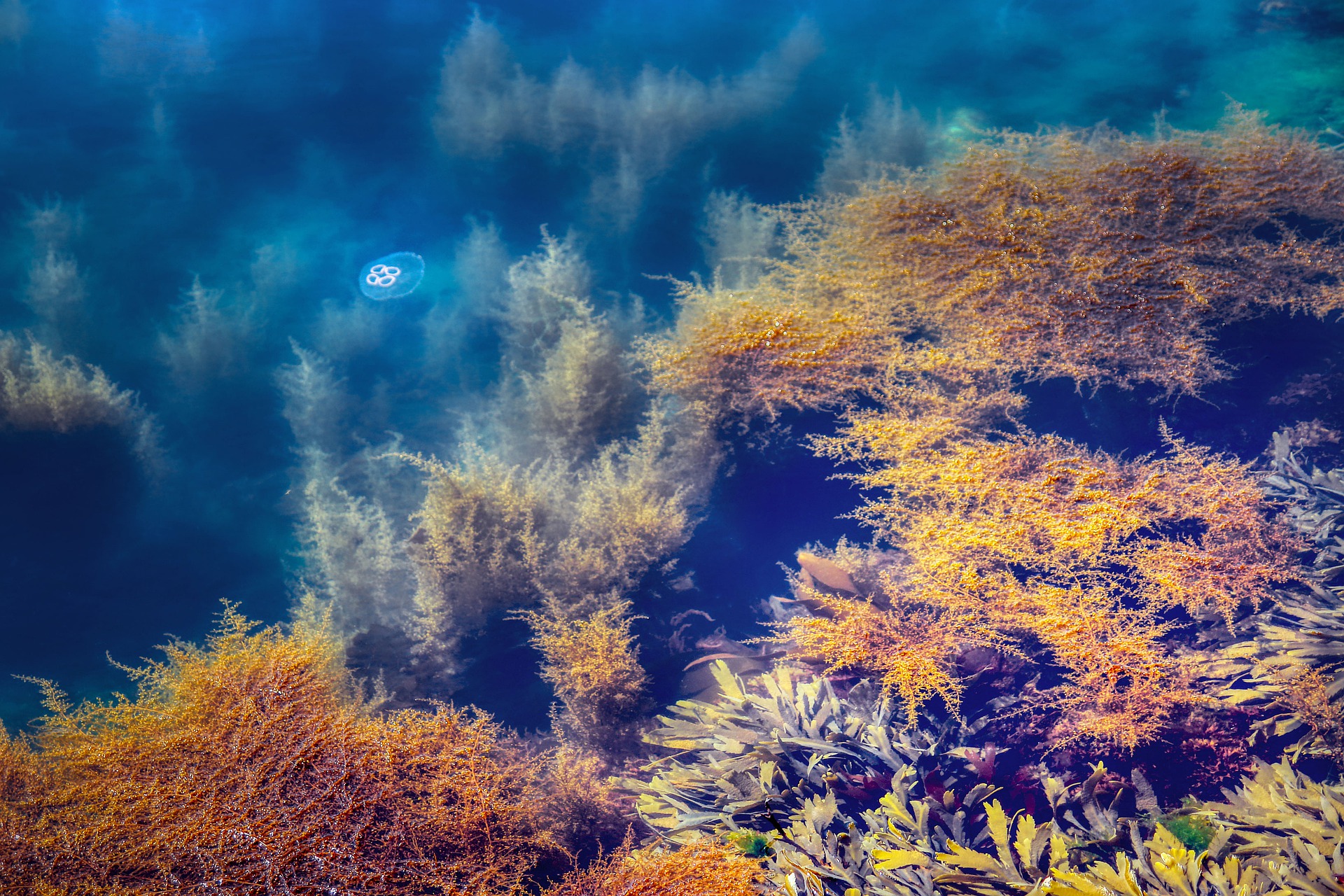 seaweed