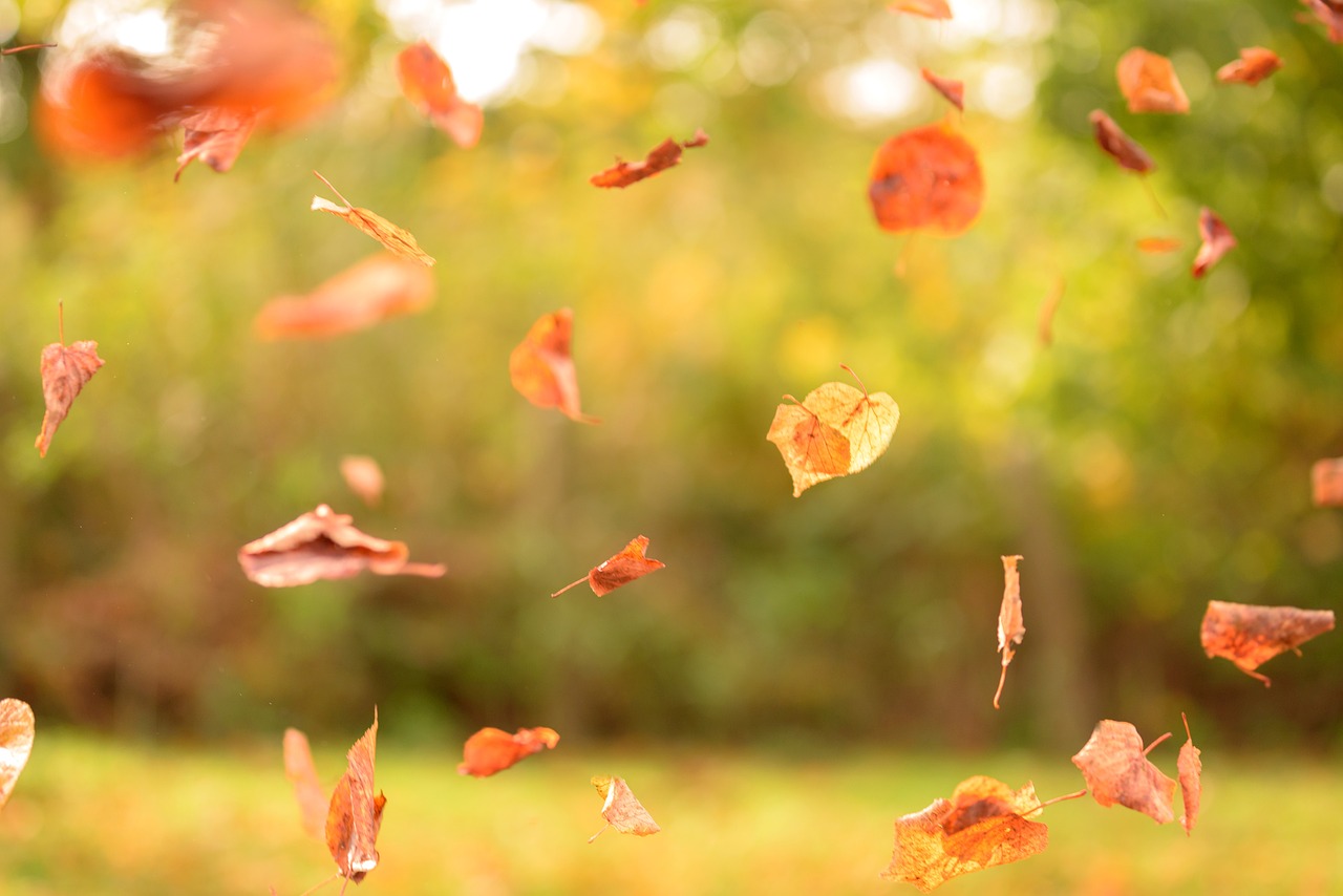 Falling leaves