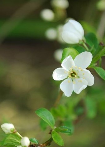 blossom